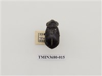 藏品(埋葬蟲)的圖片